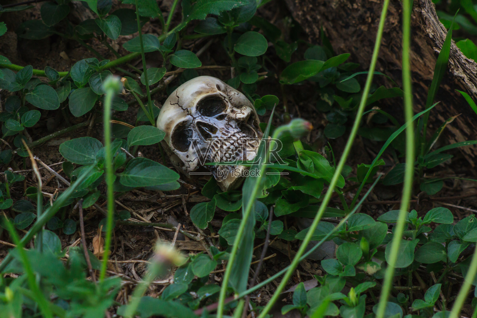 森林里的人类头骨照片摄影图片