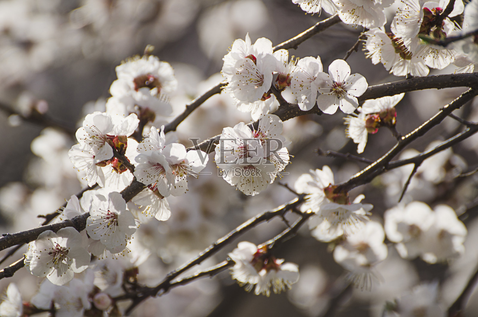 杏树开花照片摄影图片