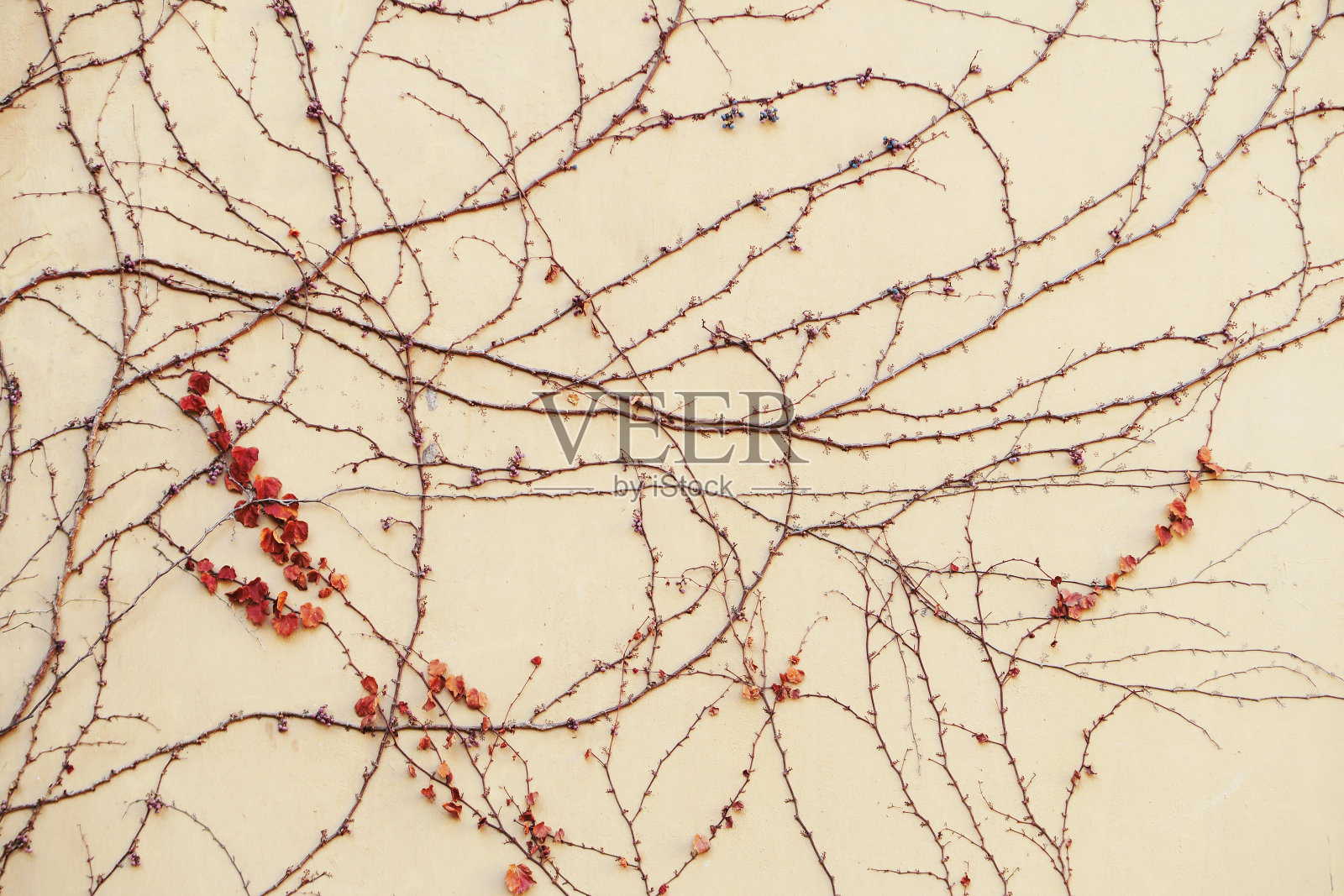 墙上的常春藤照片摄影图片