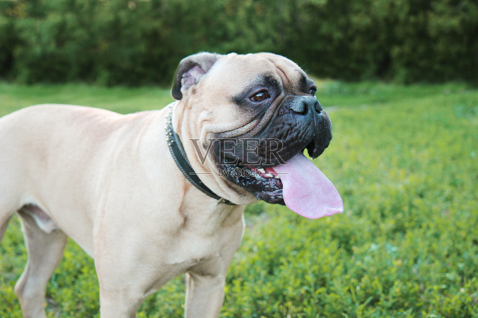 牛头獒照片摄影图片