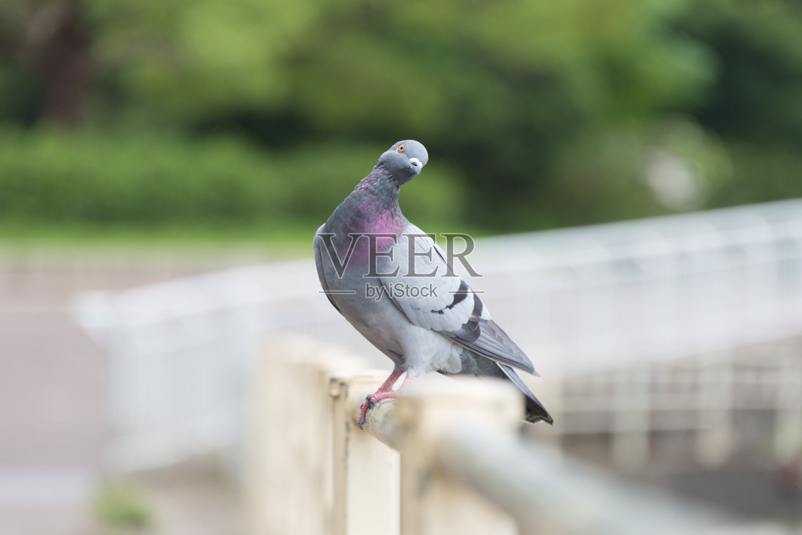 鸽子倾斜的头照片摄影图片