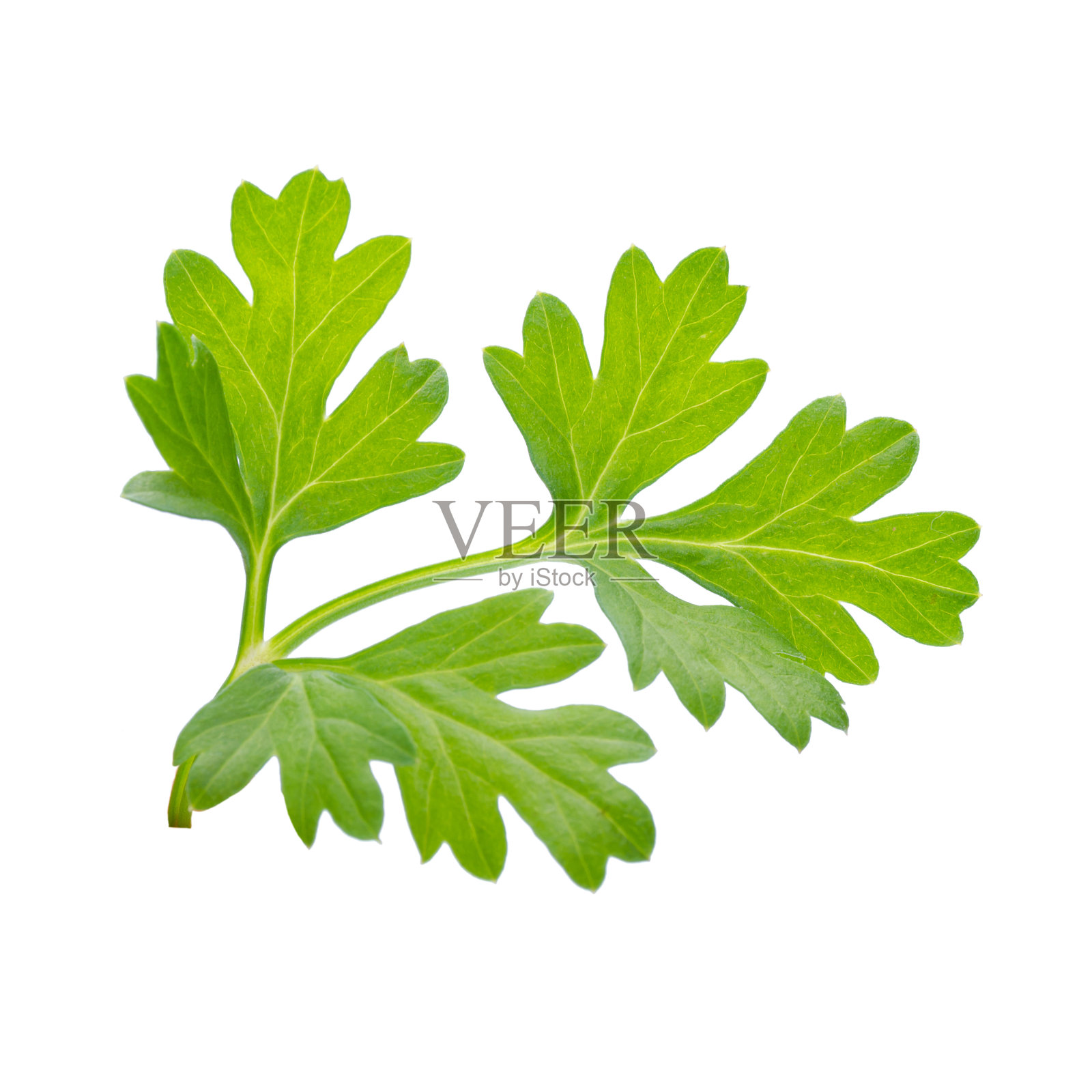 芫荽束孤立在白色上照片摄影图片