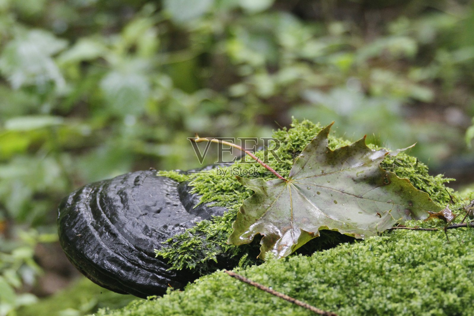 波兰集中营照片摄影图片