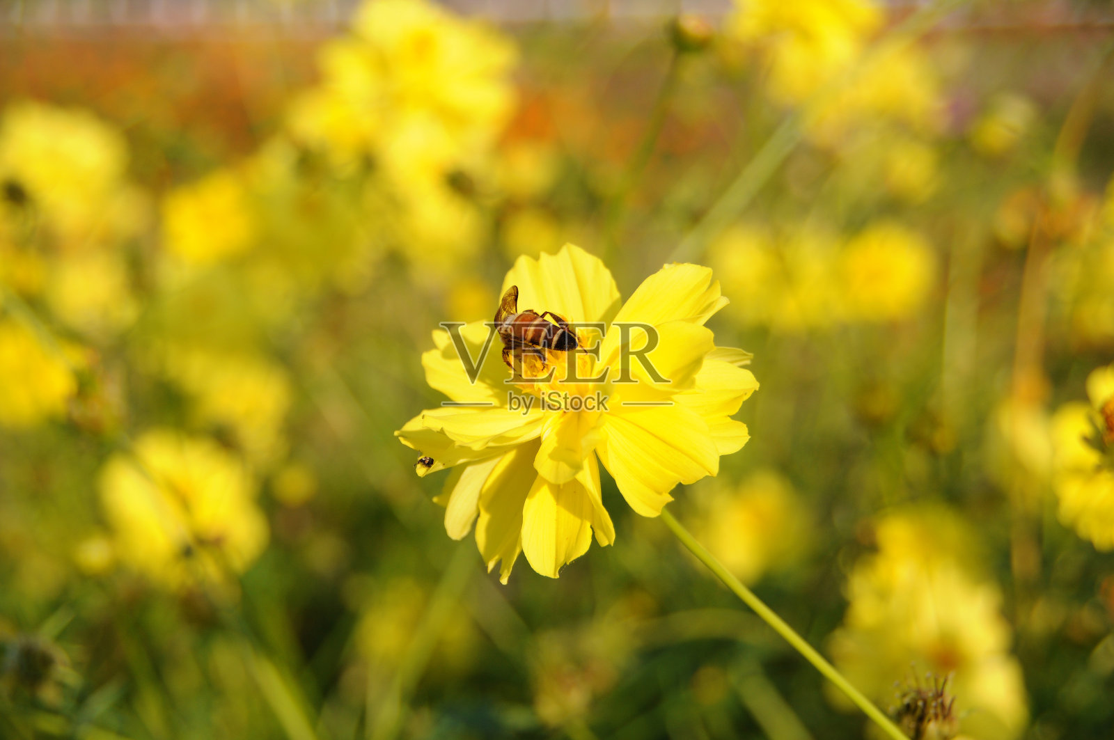 近距离观察黄宇宙花和蜜蜂照片摄影图片