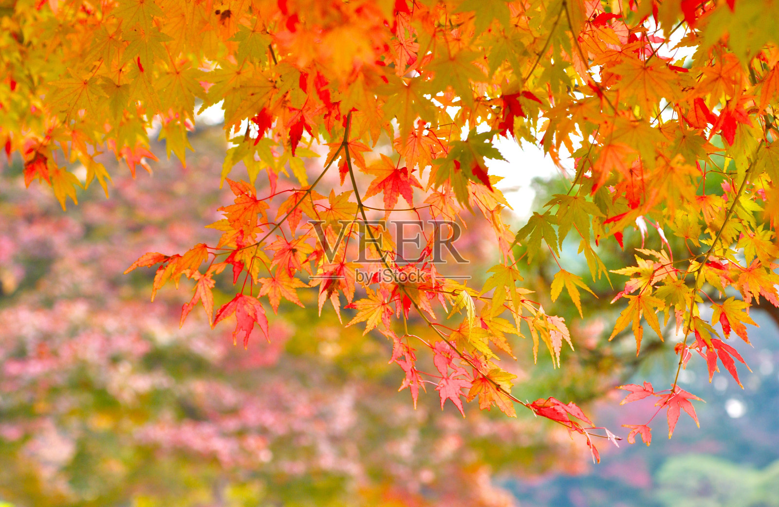 秋天照片摄影图片