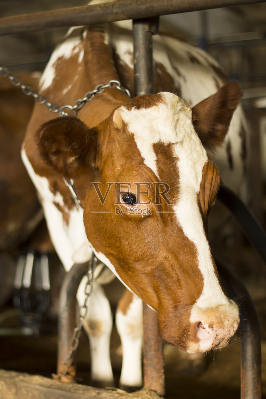 牛栏里的牛照片摄影图片