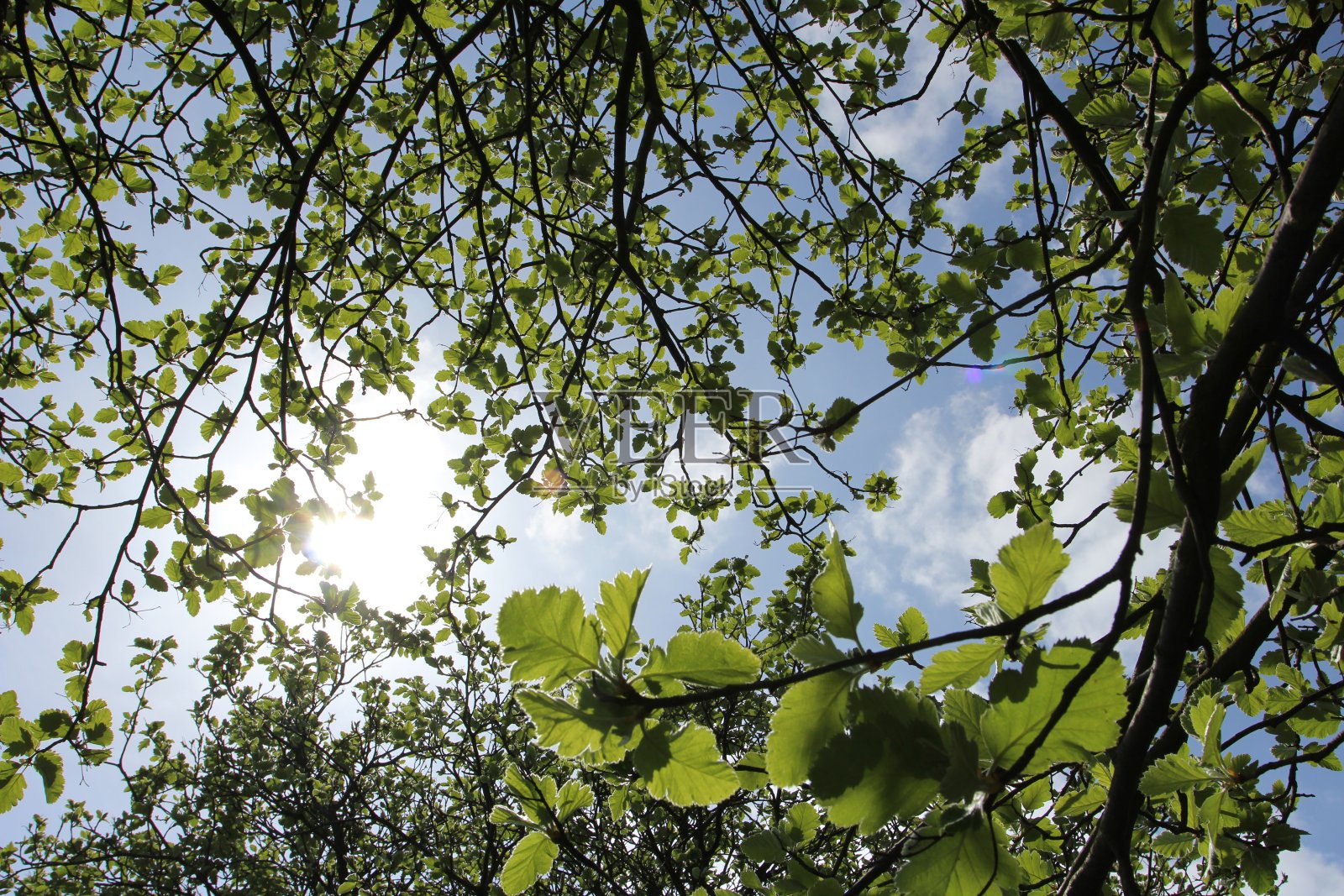 阳光照耀着树叶照片摄影图片