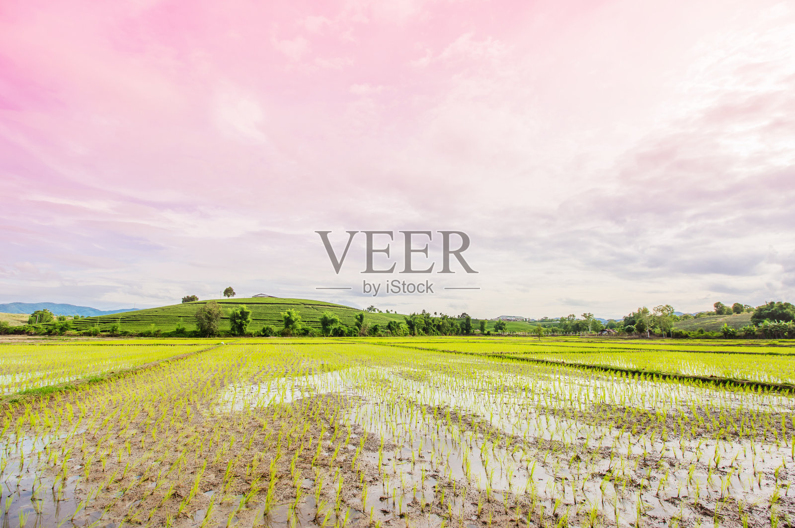 稻田和茶园景观照片摄影图片