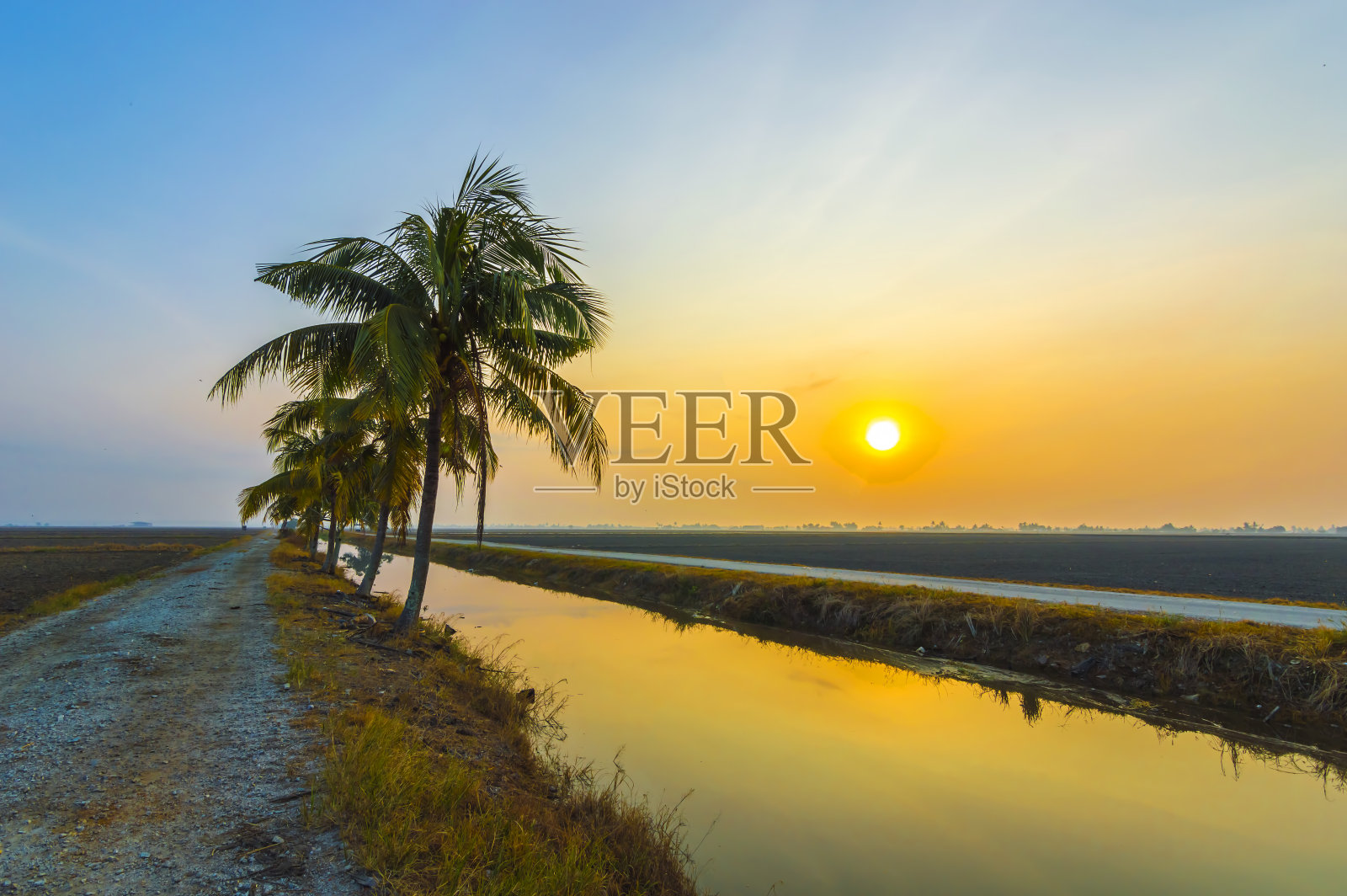 椰子树照片摄影图片
