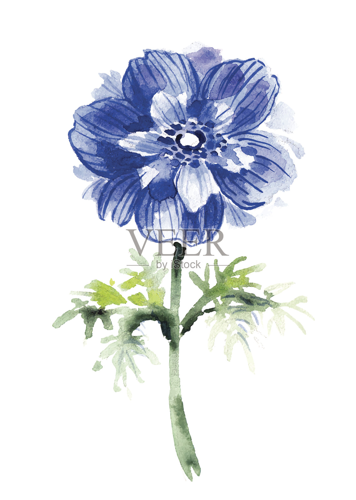 蓝色水彩海葵。美丽的花插画图片素材