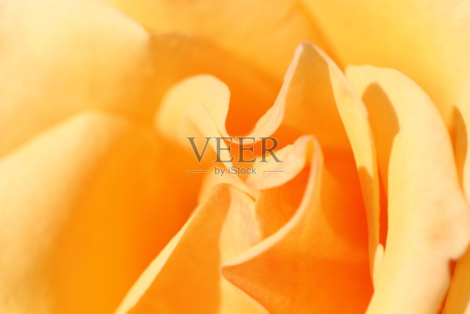 东京的秋季玫瑰园照片摄影图片