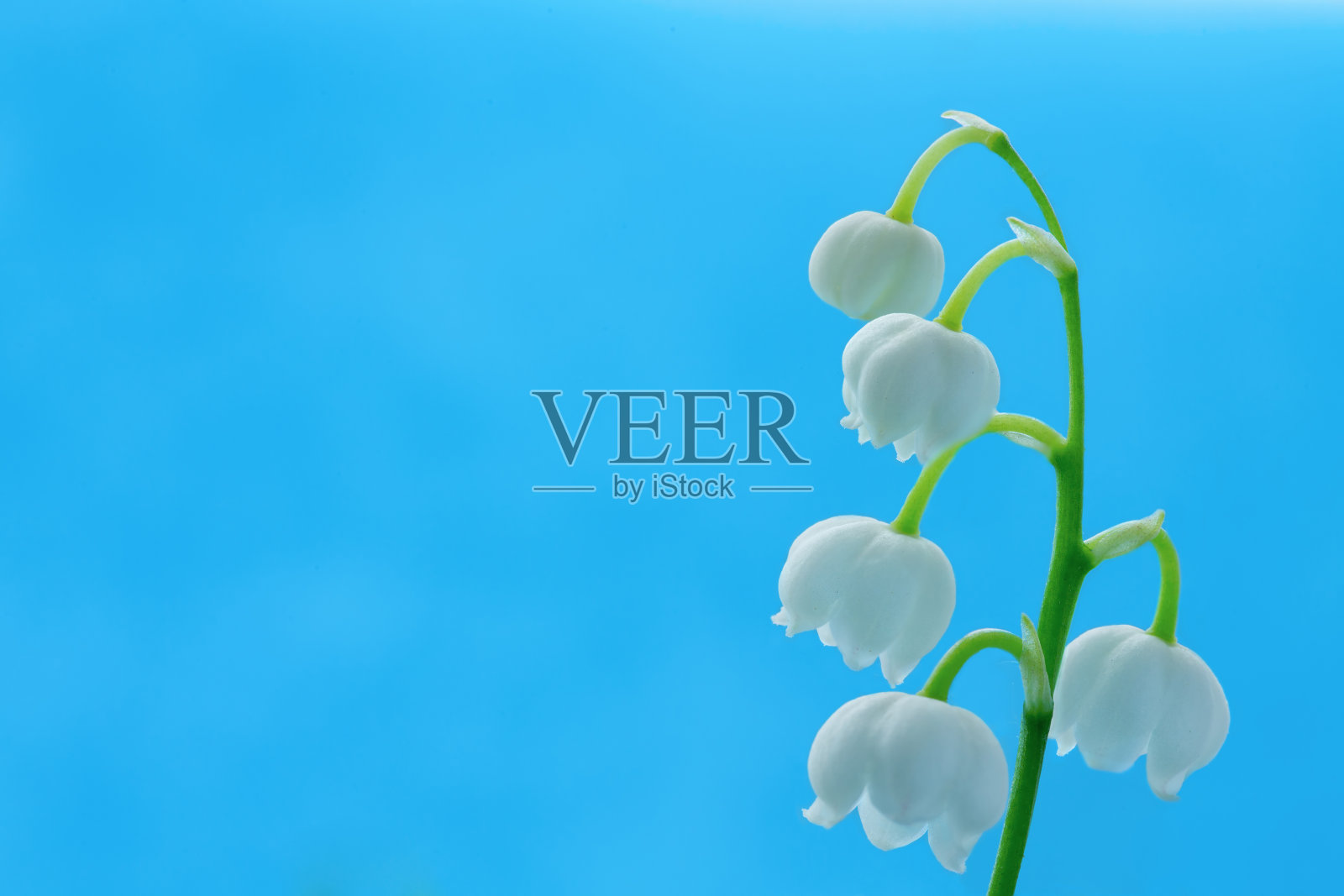 铃兰照片摄影图片