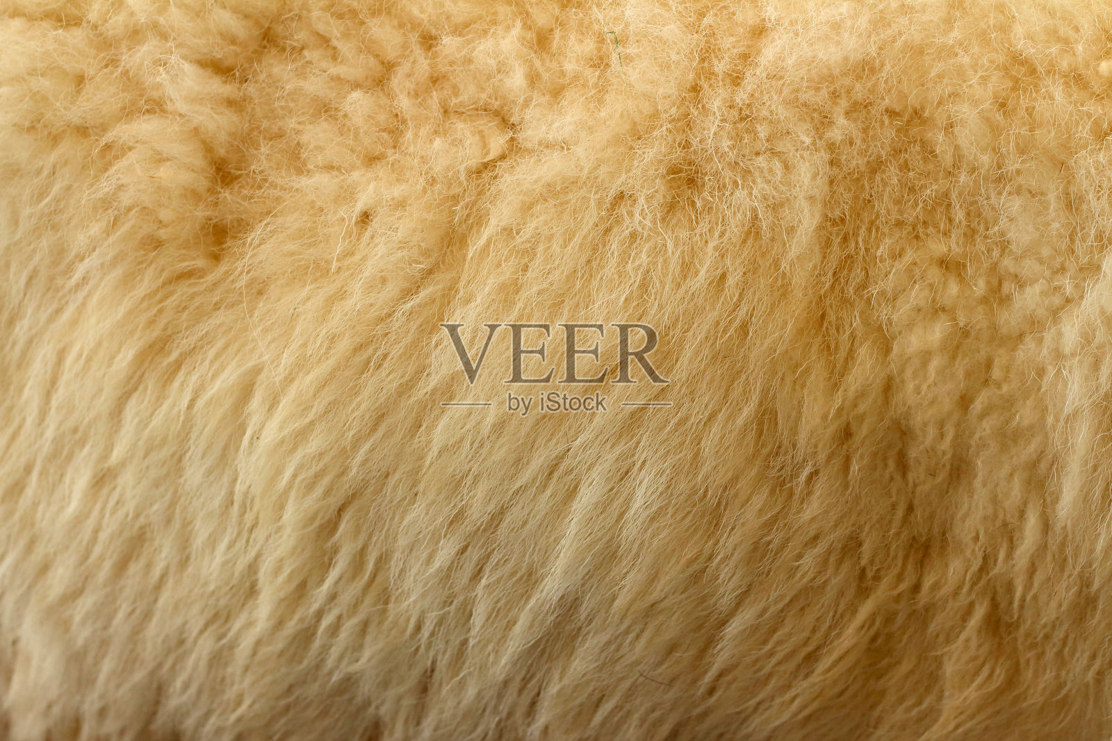 动物园里山羊的皮毛照片摄影图片