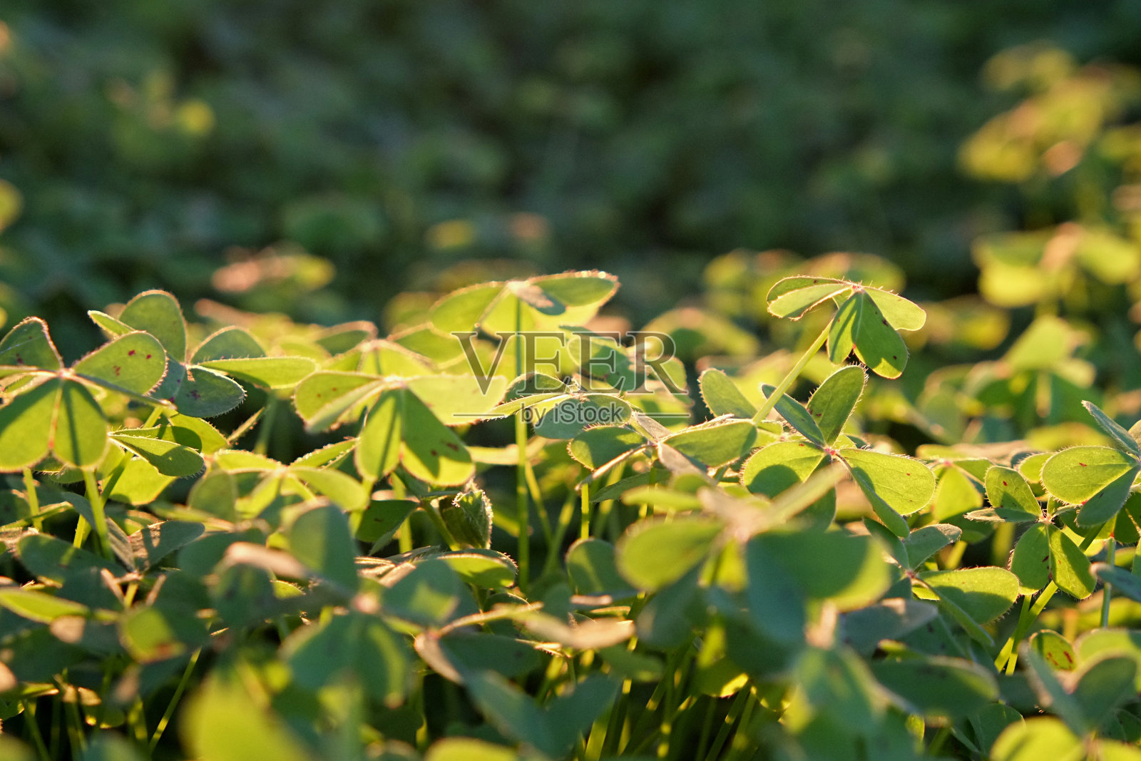 一个三叶草斗篷的特写照片摄影图片