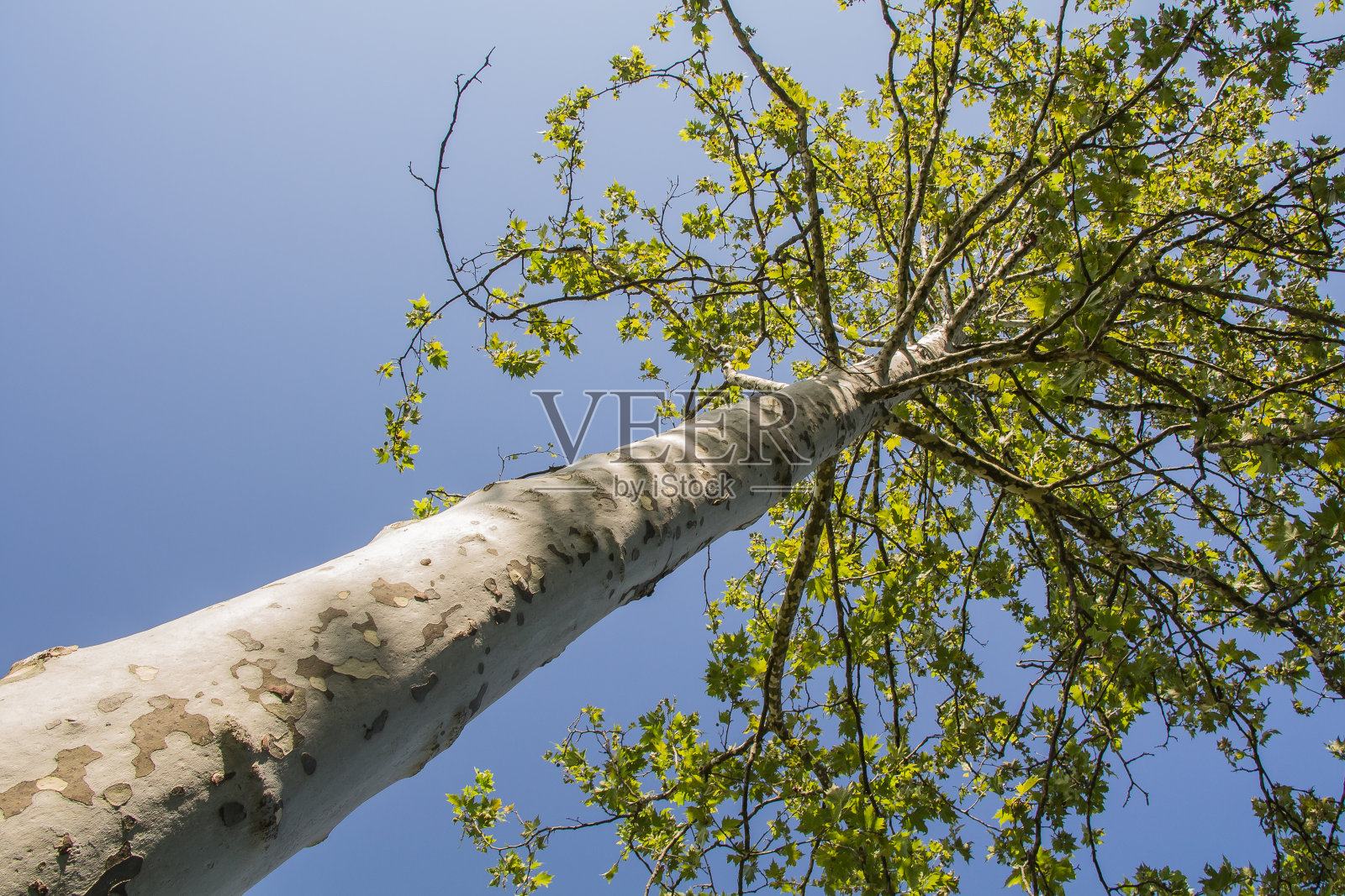 悬铃树照片摄影图片