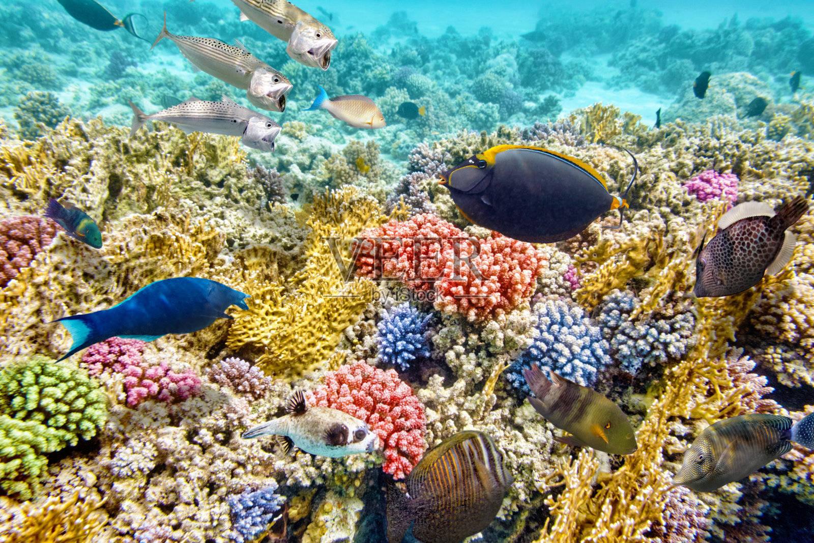 有珊瑚和热带鱼的水下世界。照片摄影图片