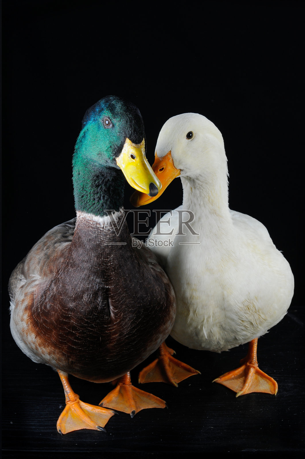 鸭照片摄影图片