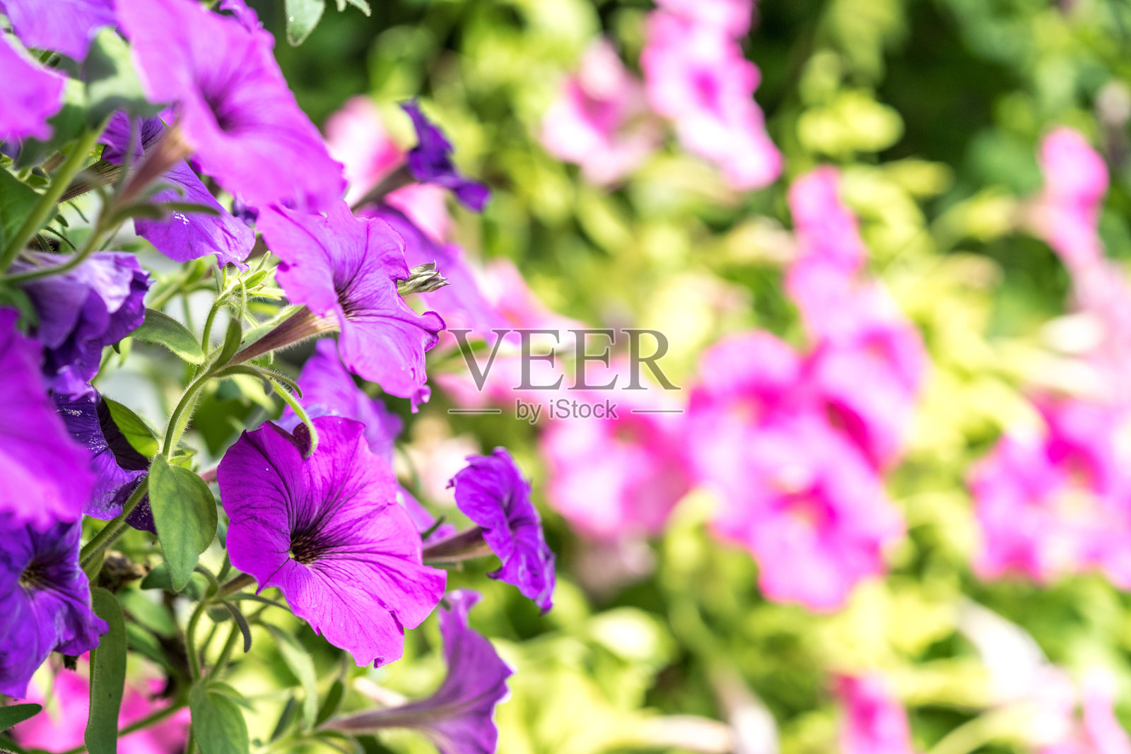 春天的花朵照片摄影图片