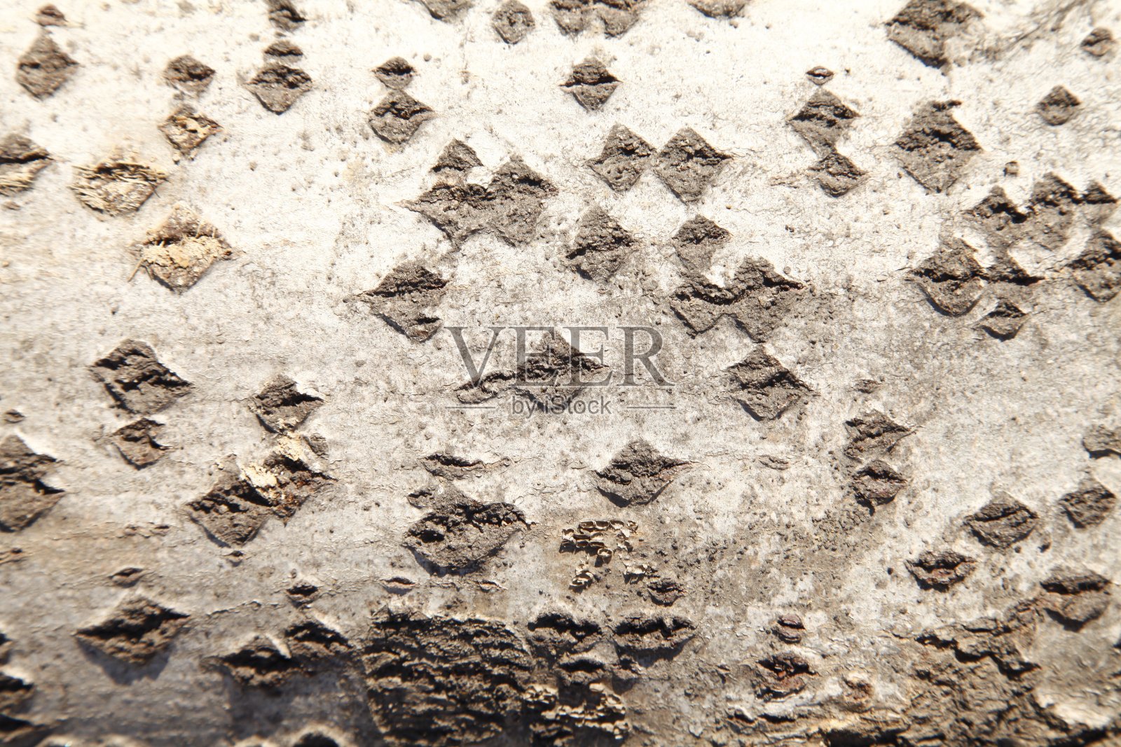 这棵老树的纹理照片摄影图片