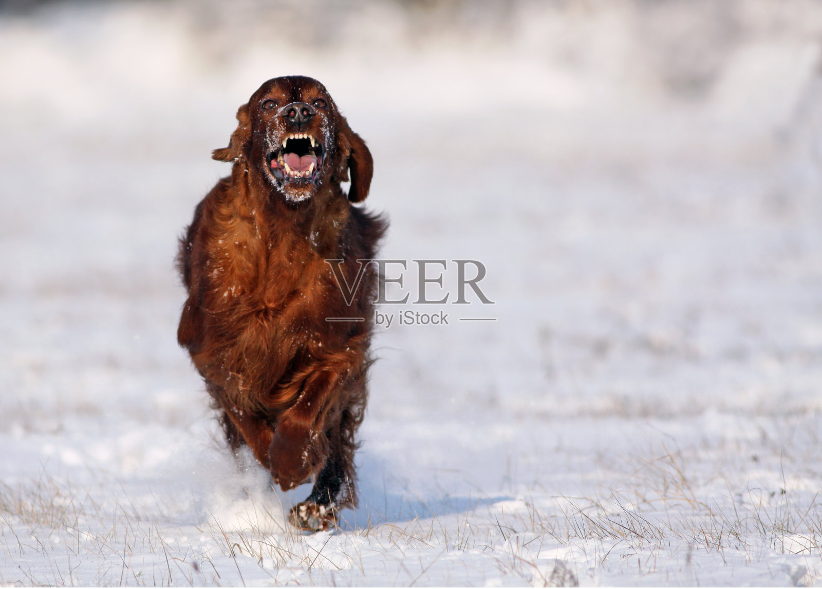 走狗照片摄影图片