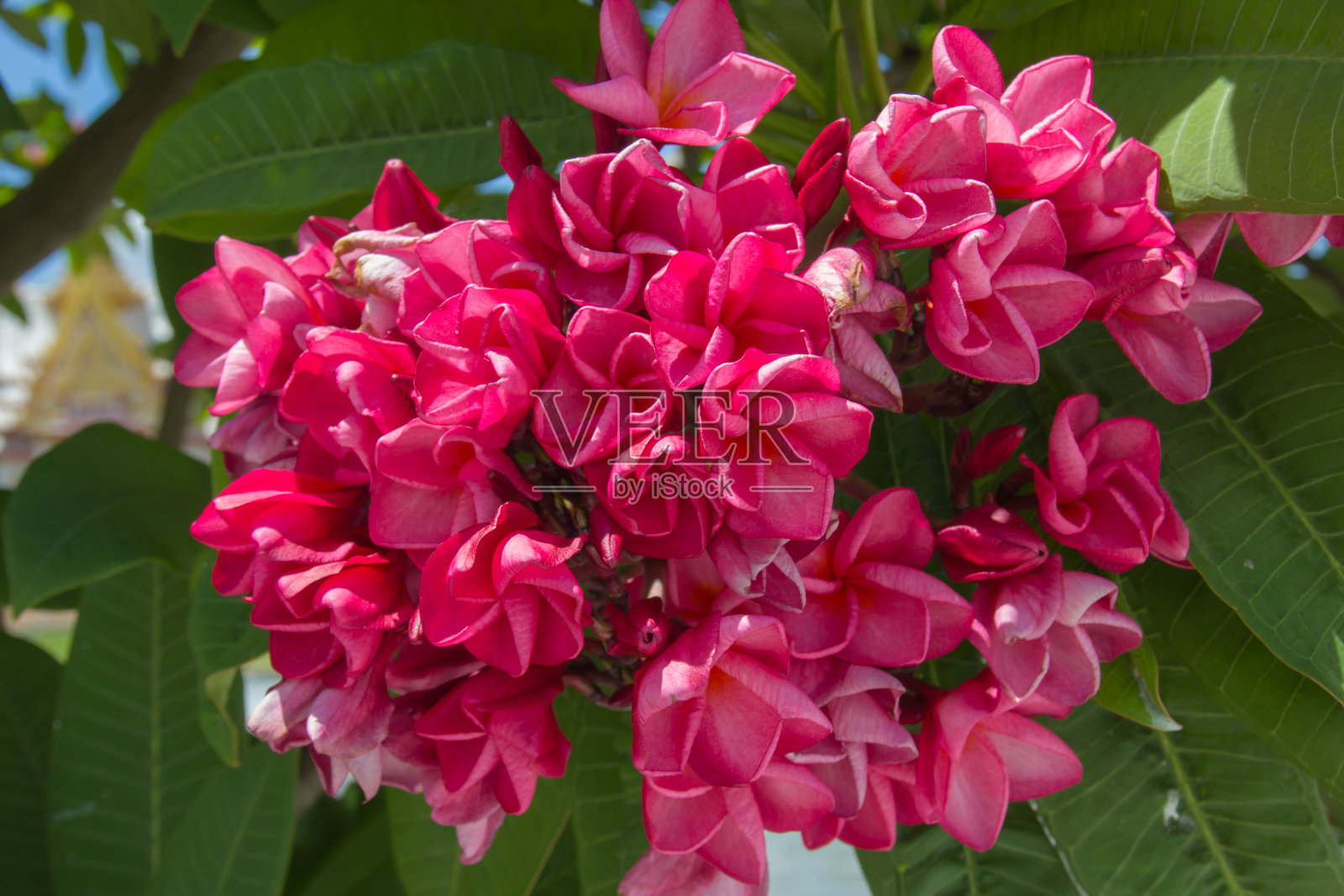 Plumeria花照片摄影图片