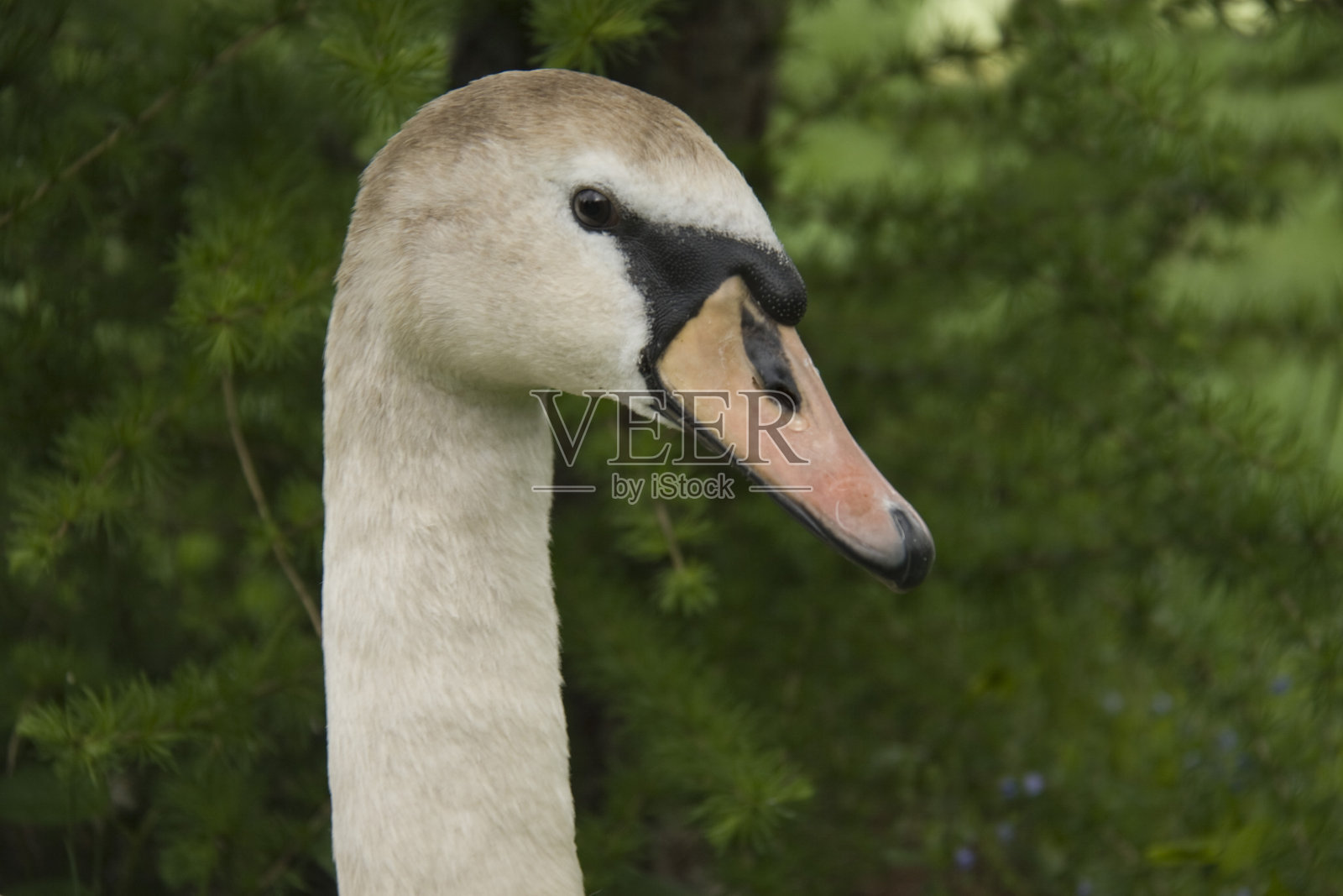 天鹅照片摄影图片