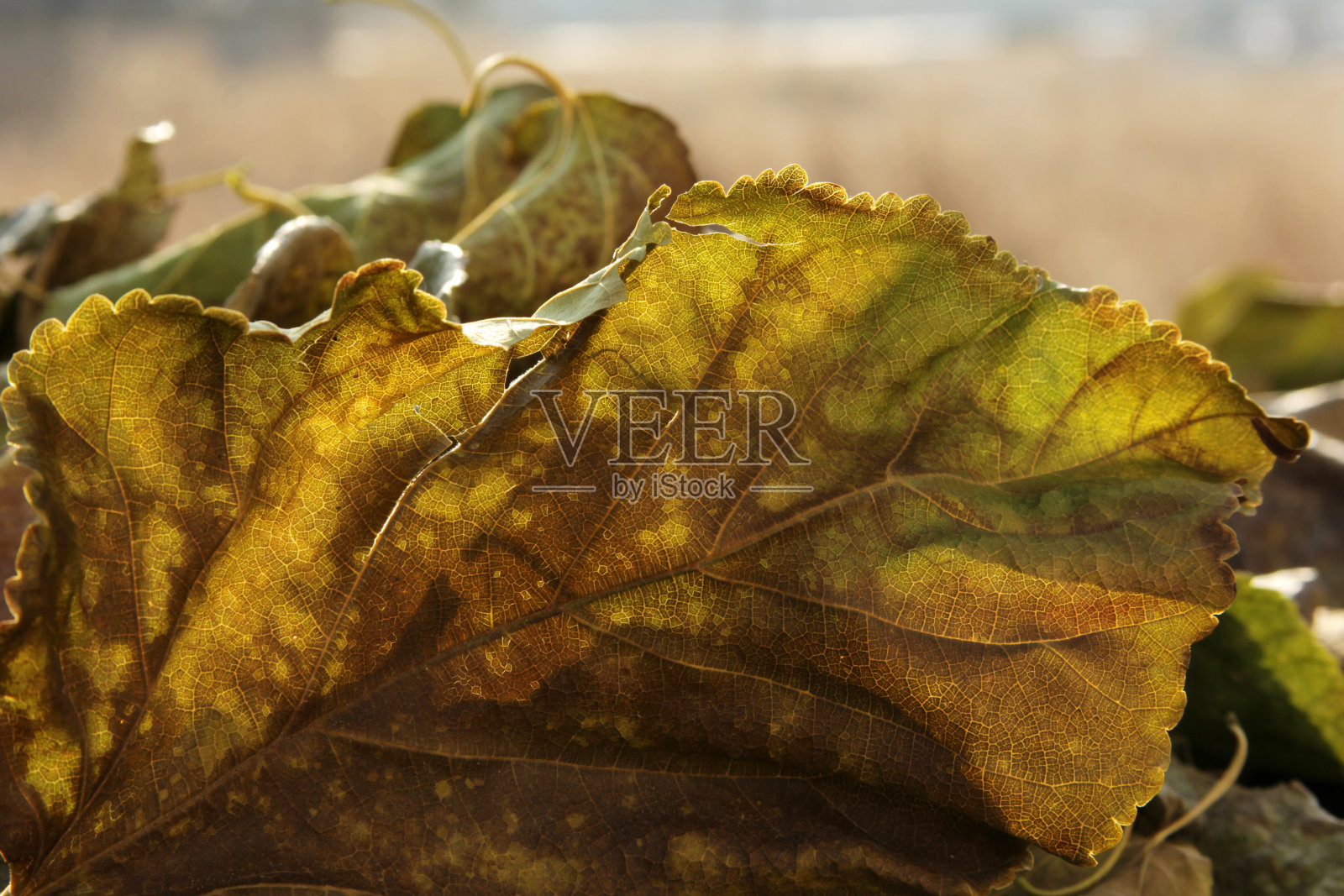 秋天的叶子照片摄影图片