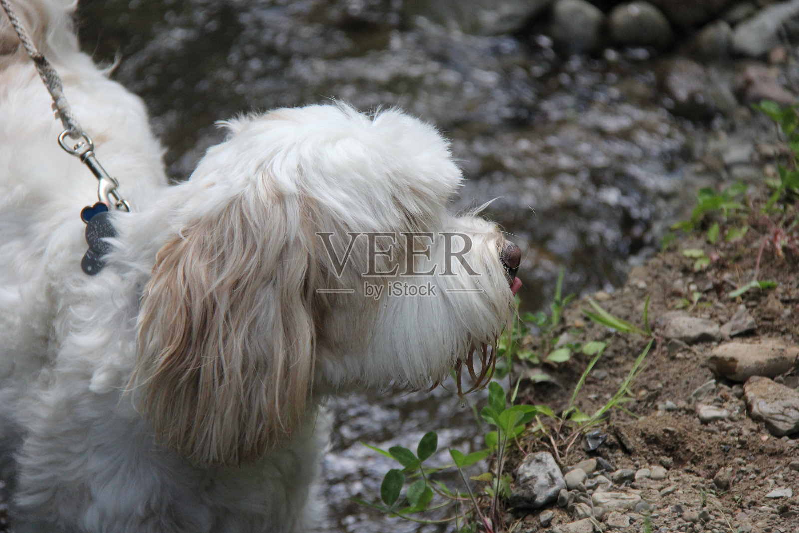 狗的侧视图照片摄影图片