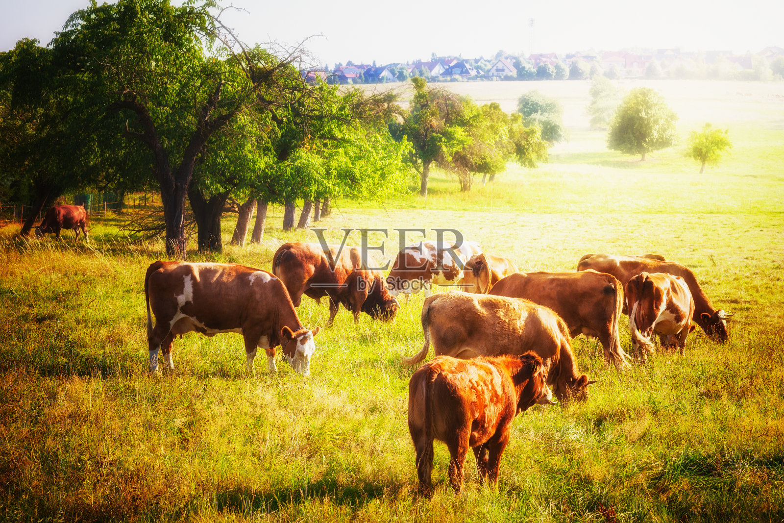 放牧的牛照片摄影图片