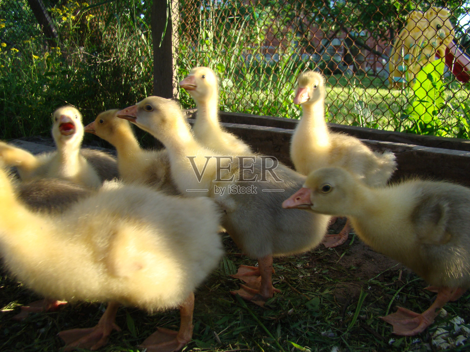幼鹅照片摄影图片