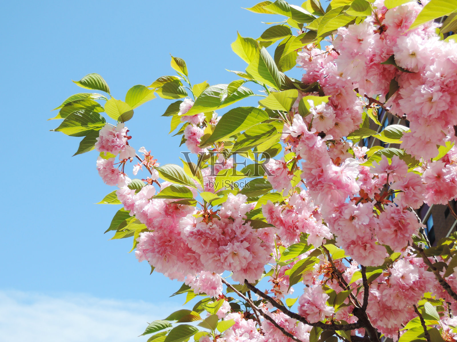 日本樱花照片摄影图片