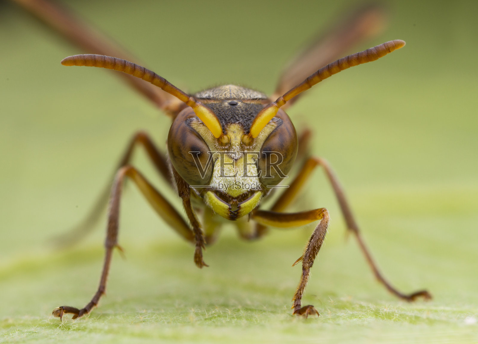 蜂蜂照片摄影图片