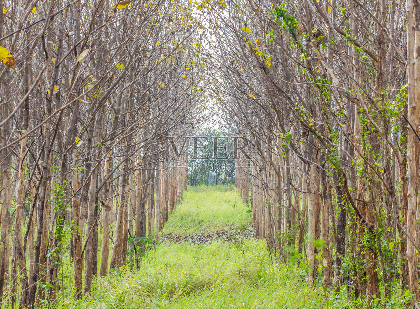 在薄雾的日子里穿过薄雾的秋天森林。照片摄影图片