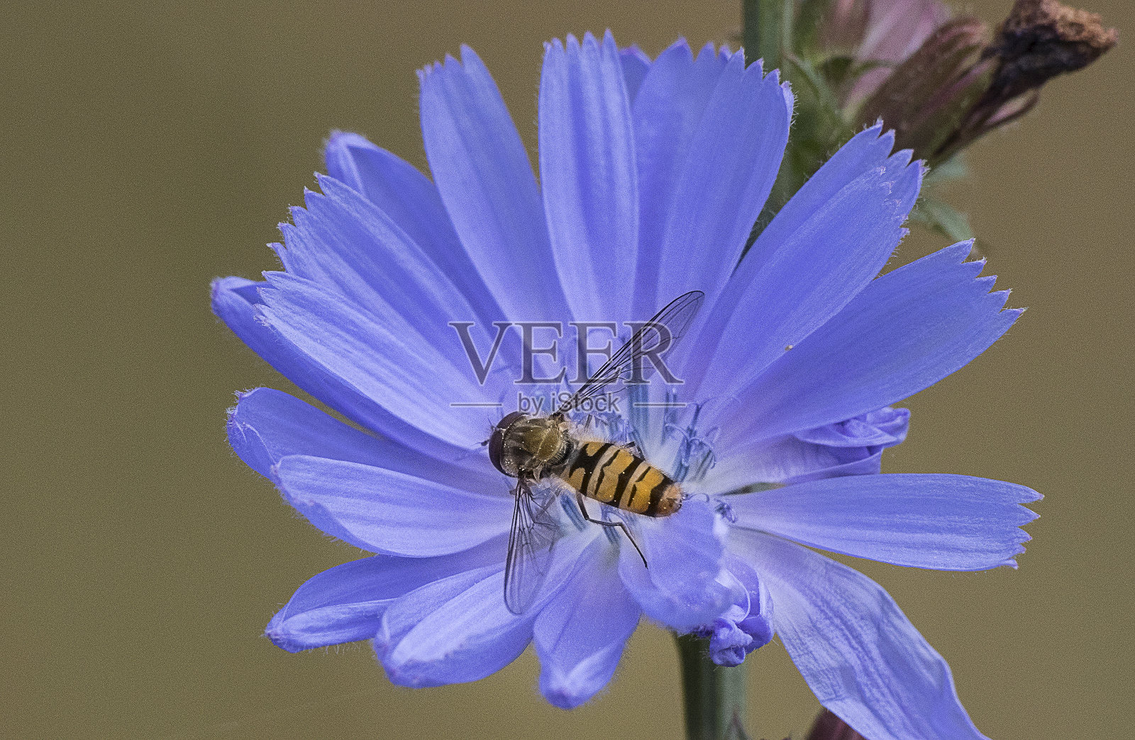飞和花照片摄影图片