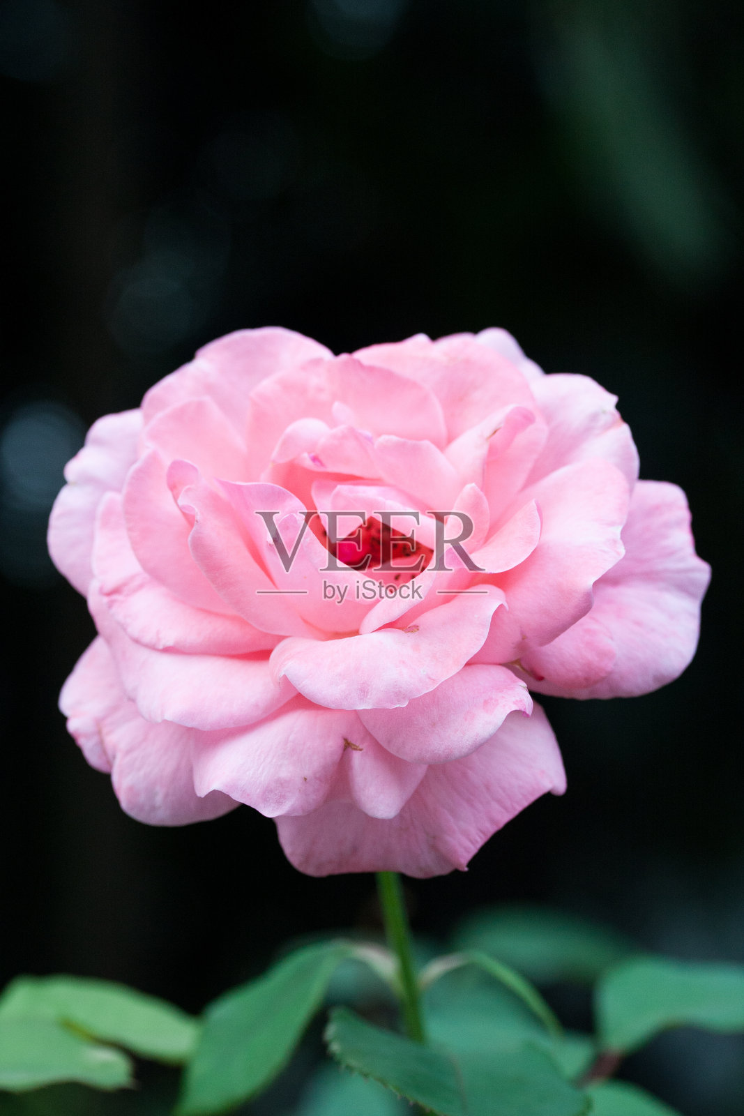 花园里的粉红玫瑰照片摄影图片