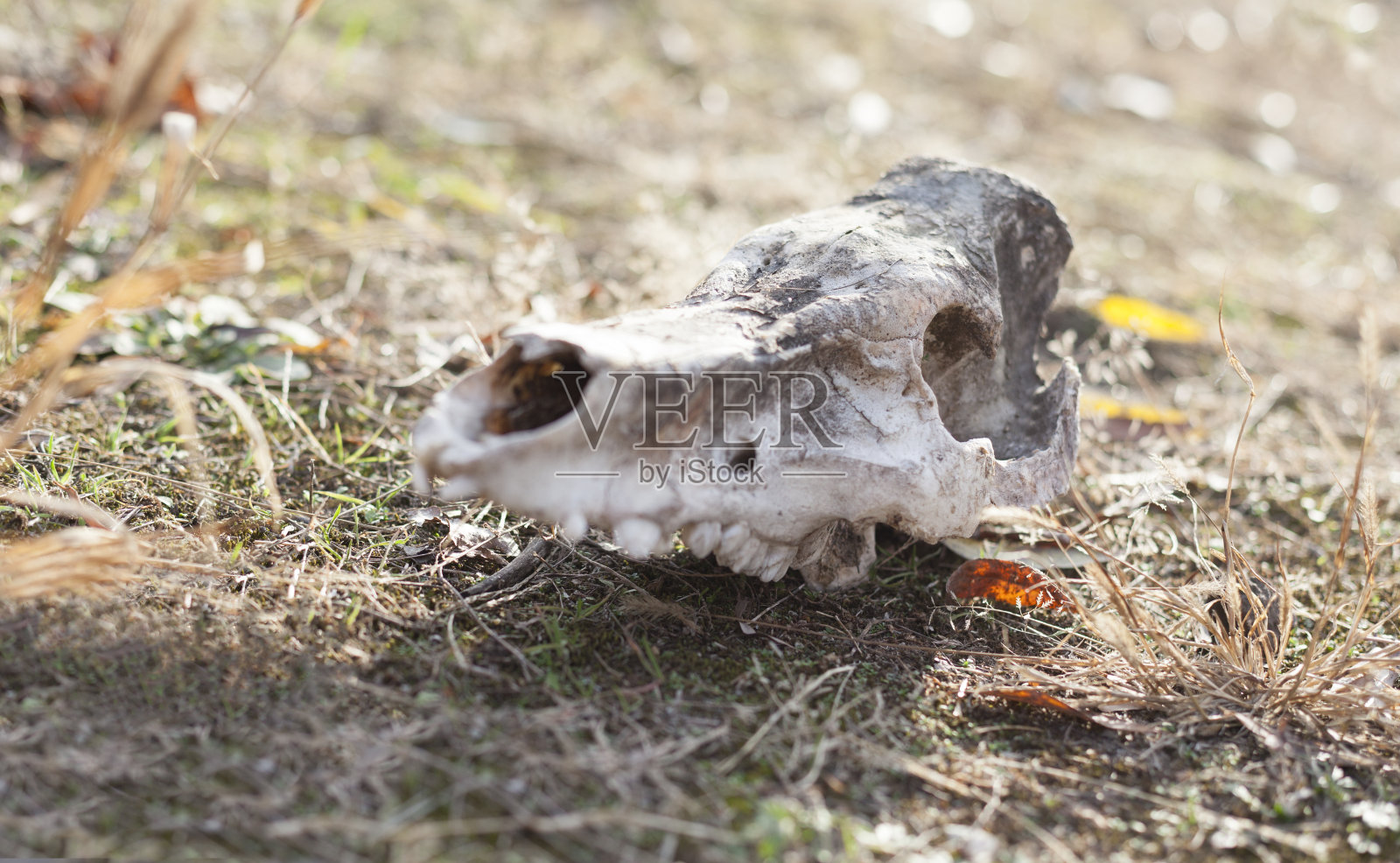动物的头骨照片摄影图片