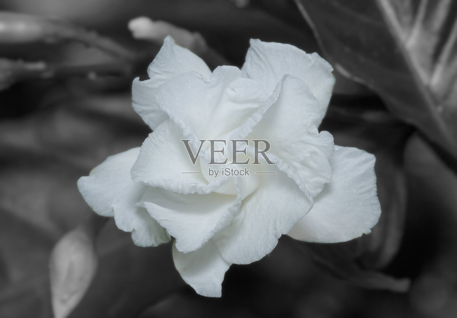 栀子花茉莉照片摄影图片