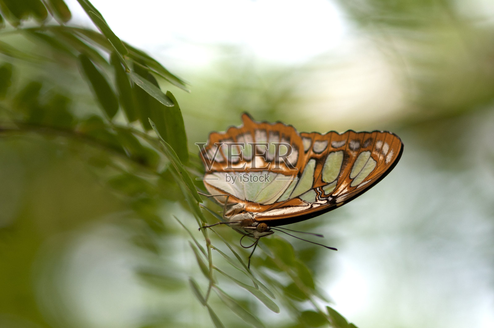 蝴蝶照片摄影图片
