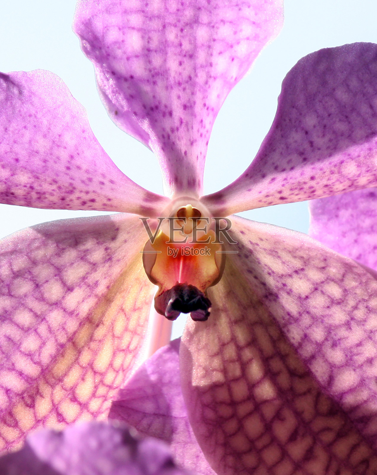 淡紫色的兰花照片摄影图片