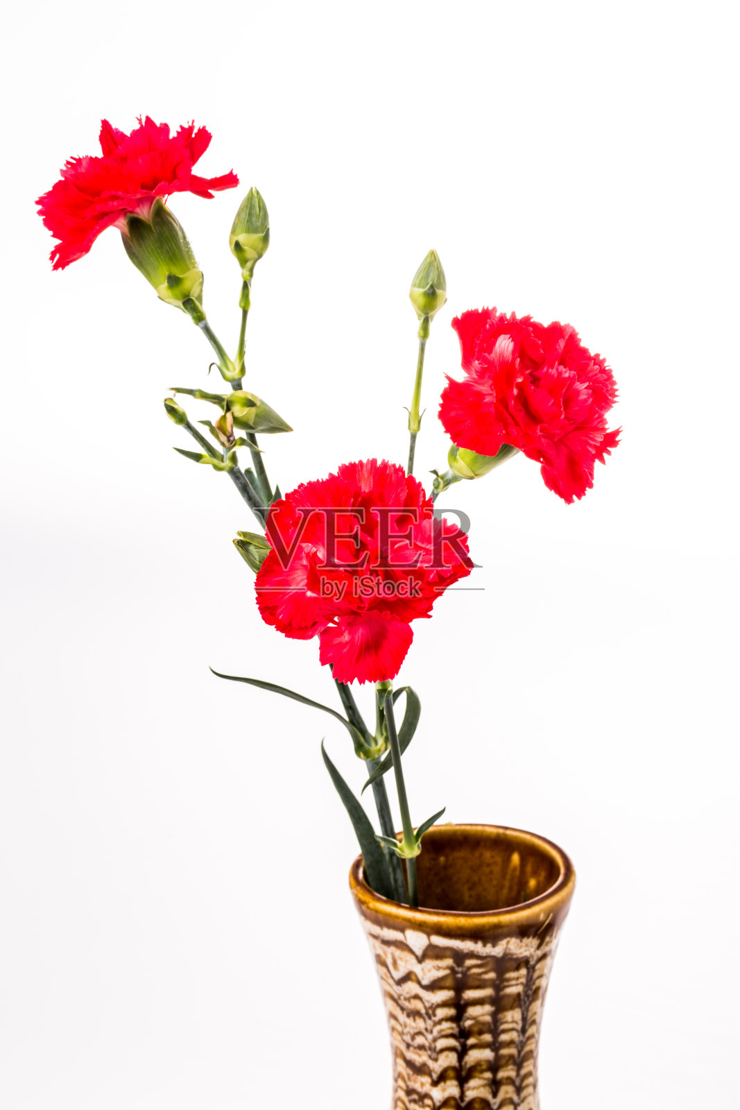 特写康乃馨花在白色的背景照片摄影图片