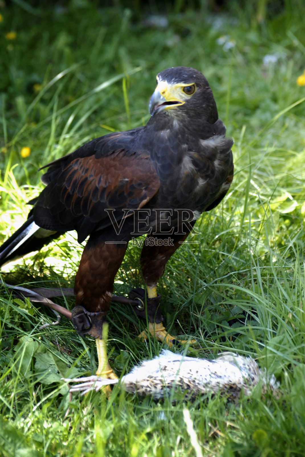 哈里斯鹰照片摄影图片