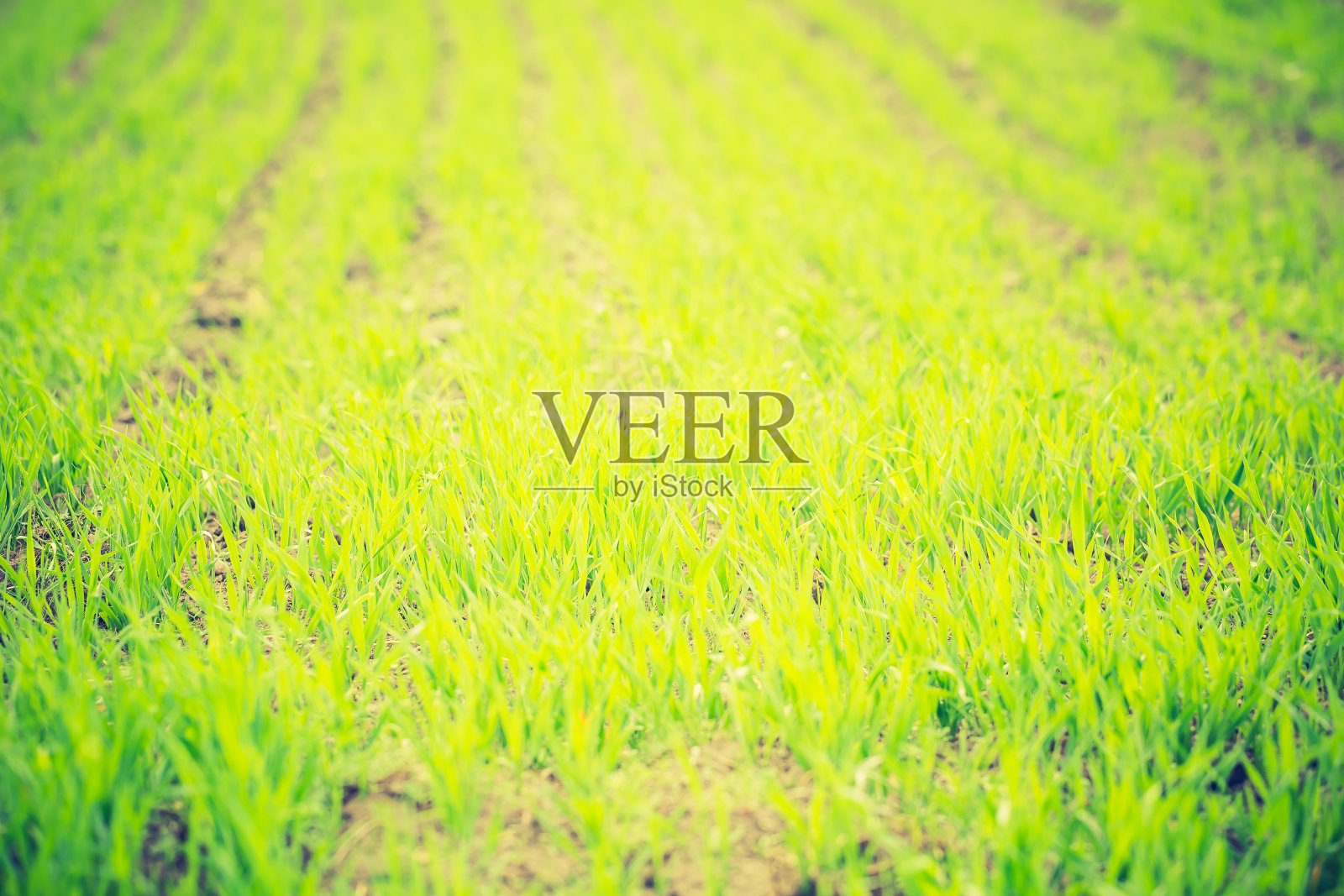 田野上绿色谷物芽的古老照片照片摄影图片