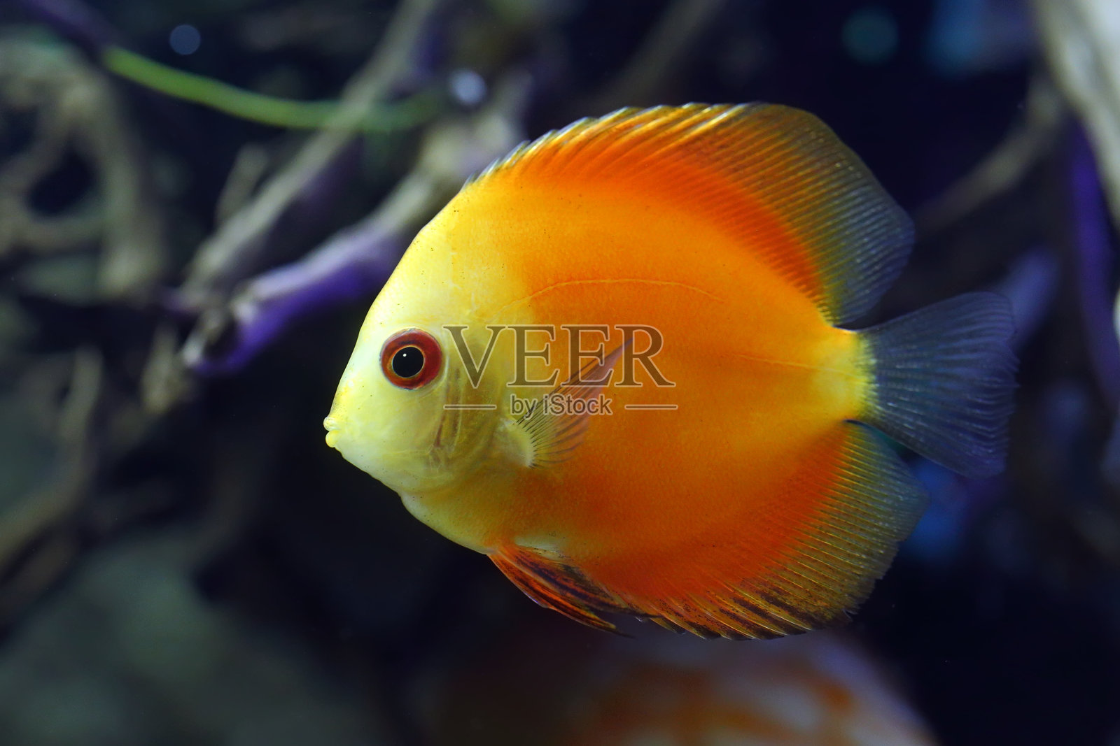 黄色的铁饼漂浮在水族馆里照片摄影图片