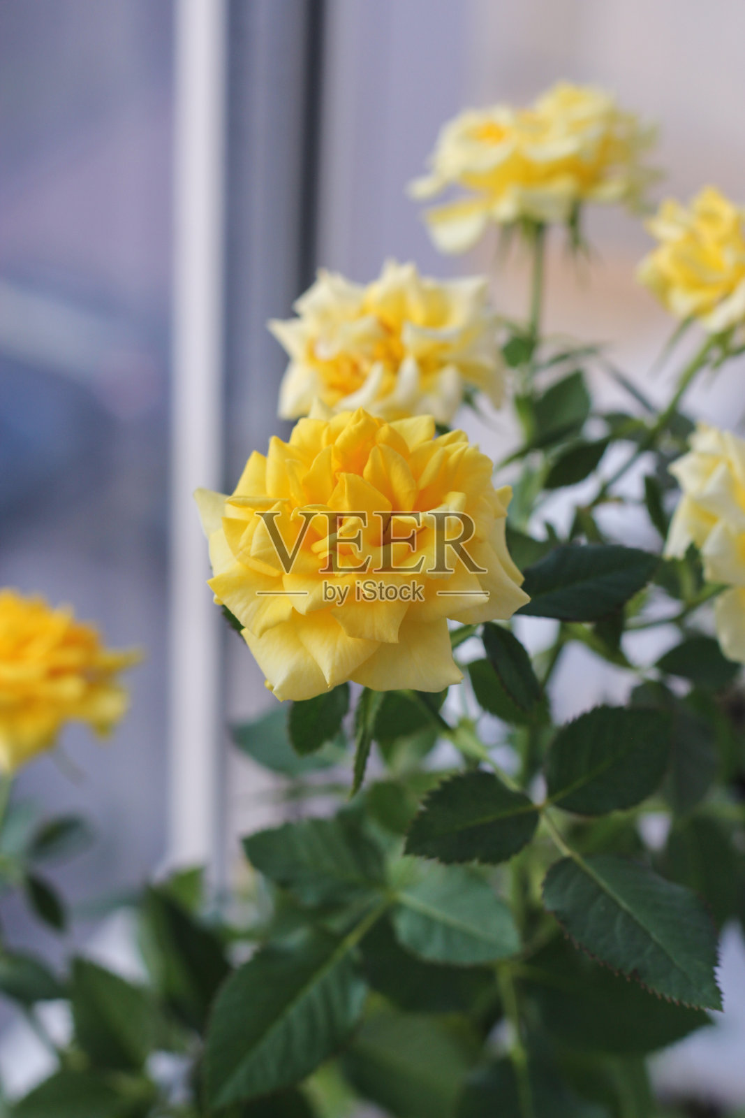 很多的桅杆照片摄影图片