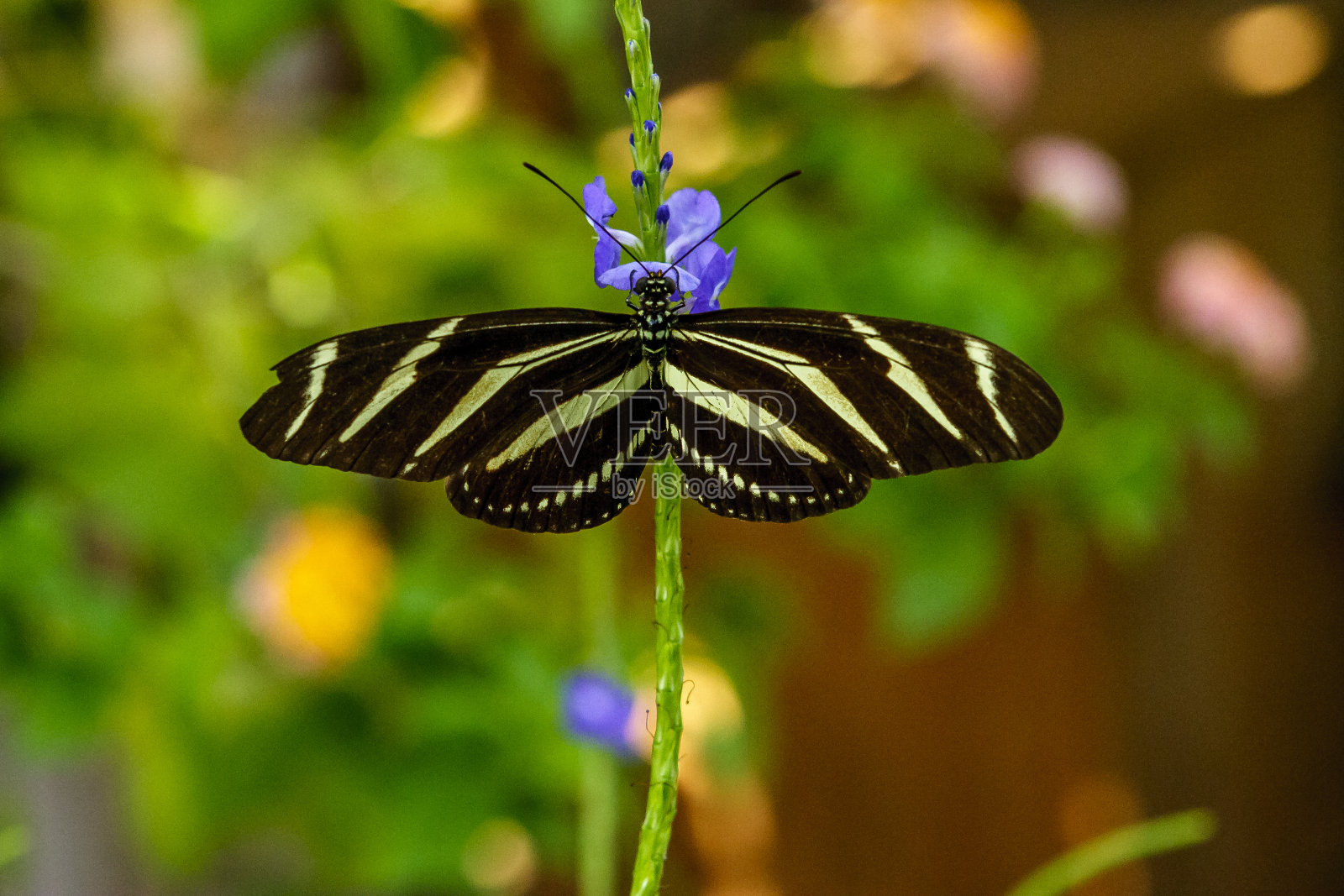 斑马长翼照片摄影图片