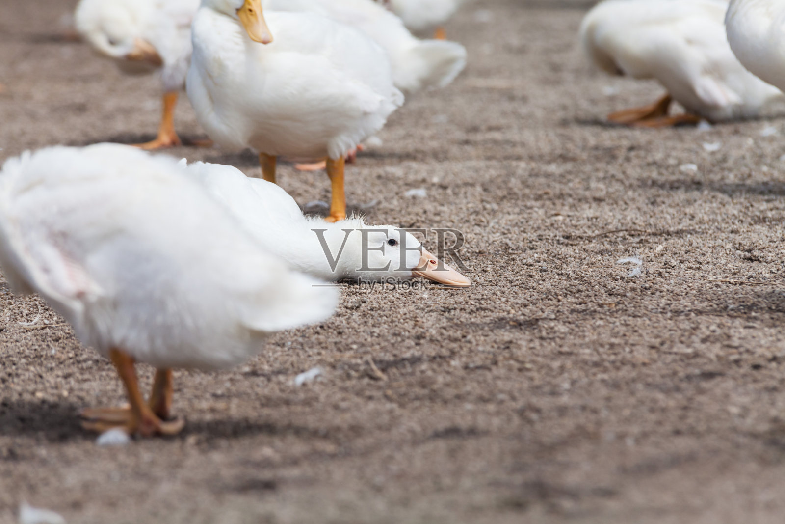 有池塘的农场里的真正的白鸭子照片摄影图片