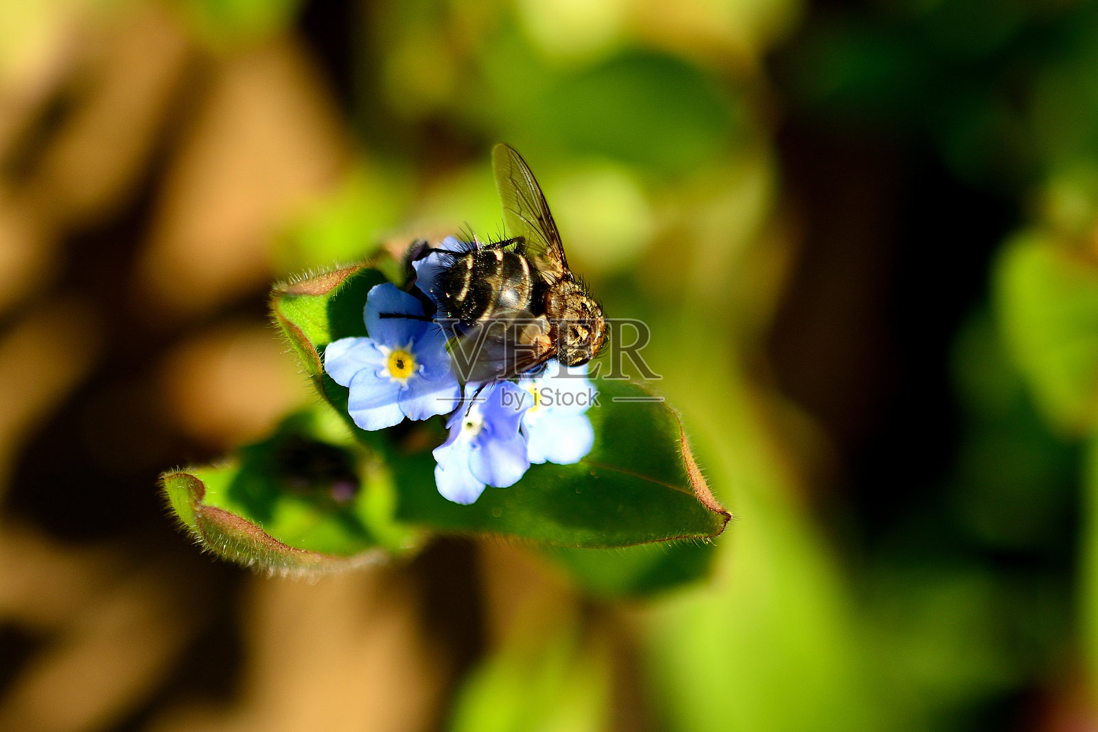 飞照片摄影图片