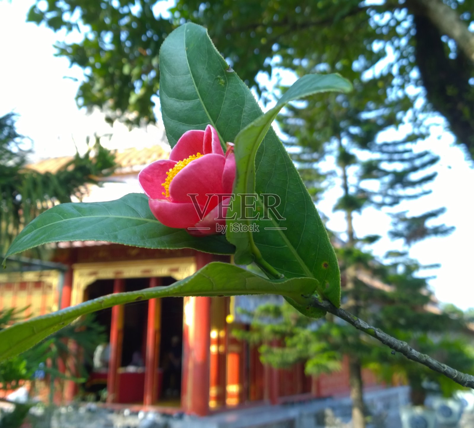 紫禁城红花在Huế照片摄影图片