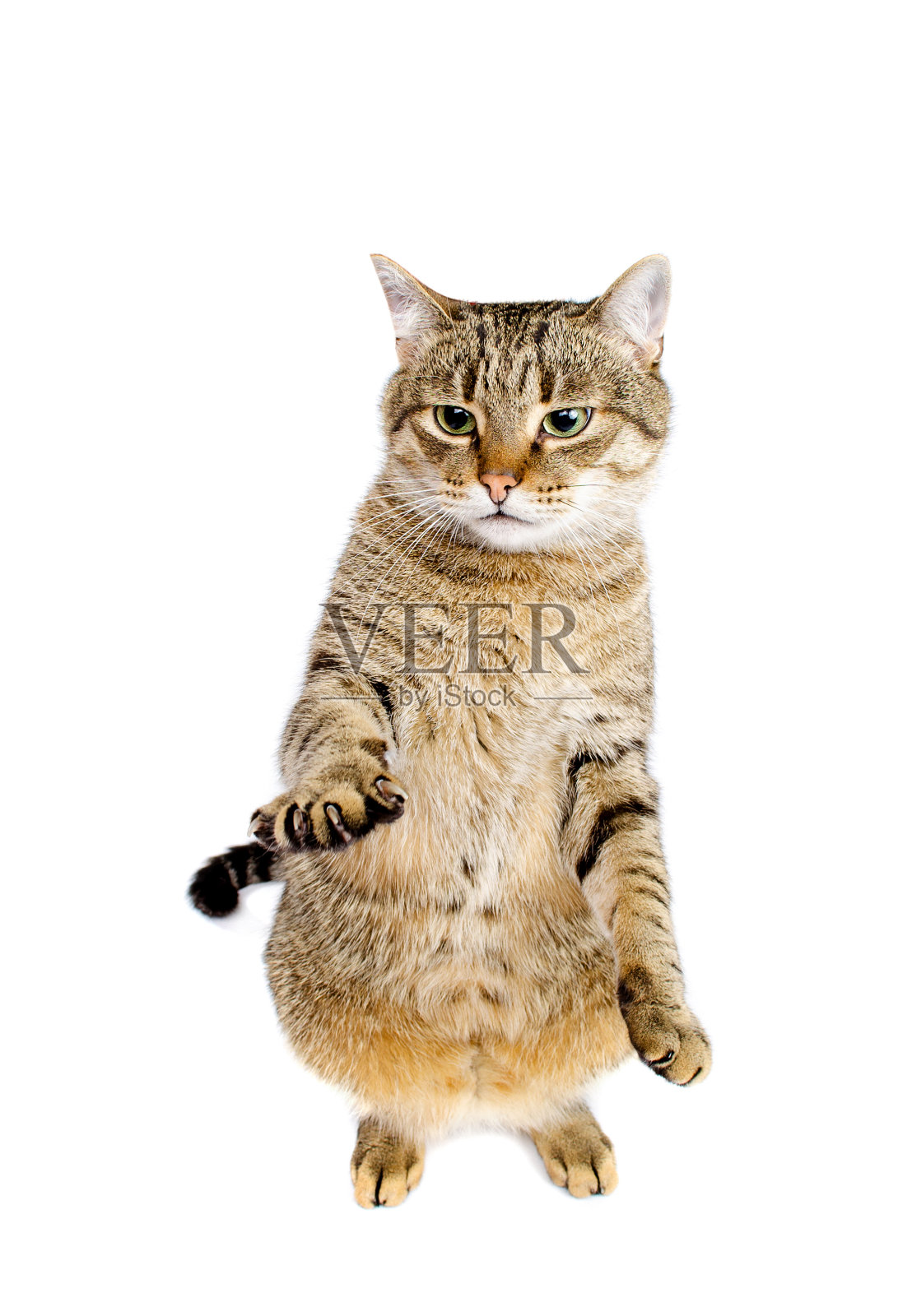 猫坐着，看向一边照片摄影图片