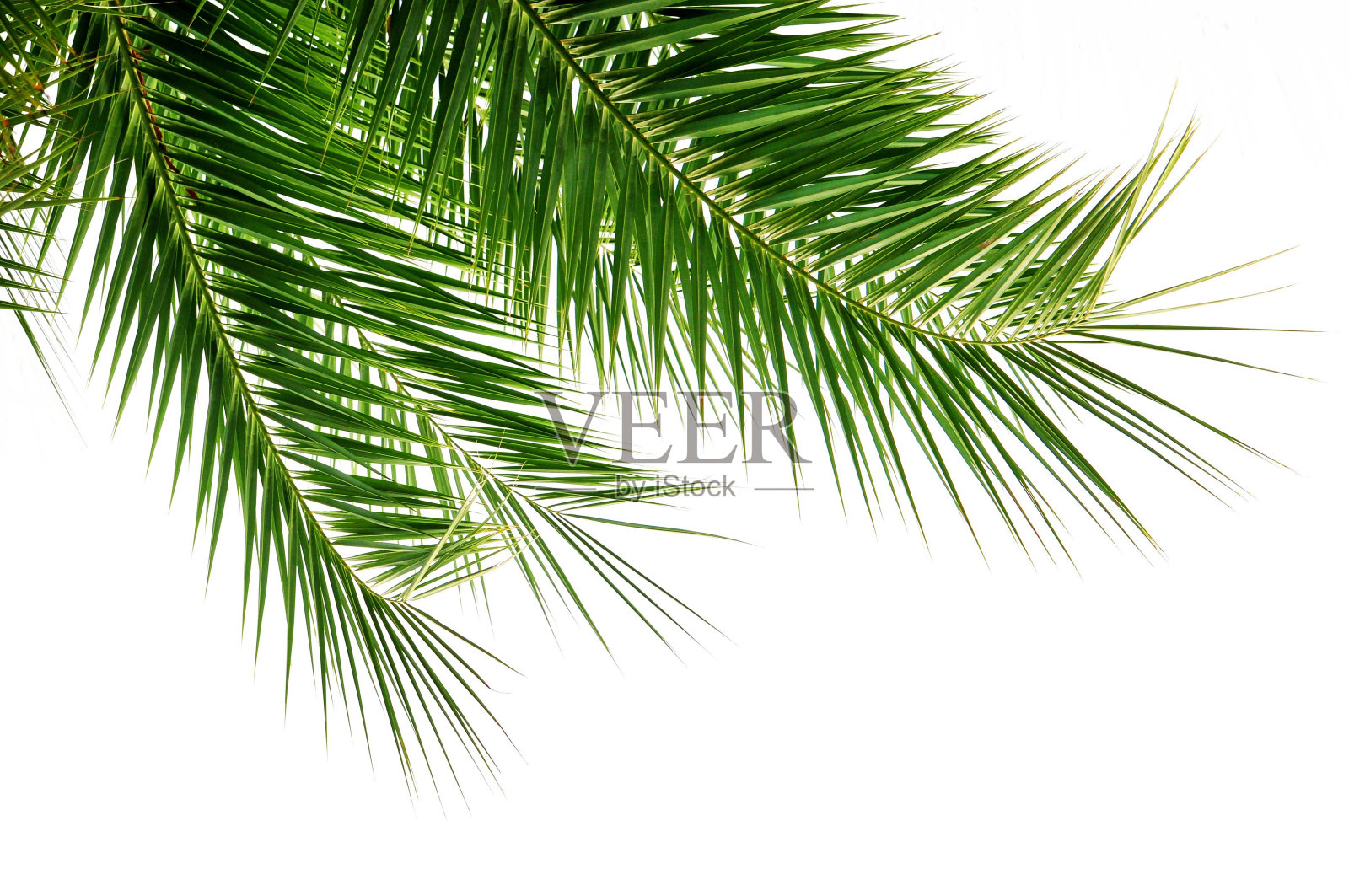 棕榈叶照片摄影图片